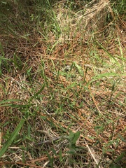 Dichanthelium ensifolium