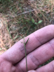 Dichanthelium ensifolium