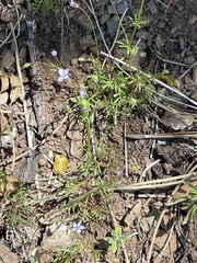 Gilia clivorum