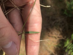 Dichanthelium ensifolium