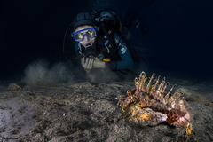 Inimicus filamentosus