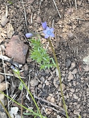 Gilia clivorum