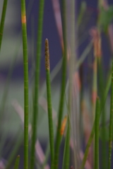 Eleocharis interstincta