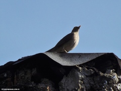 Turdus nudigenis