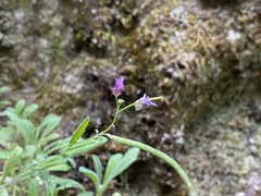 Boechera breweri