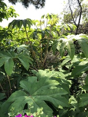 Fatsia japonica