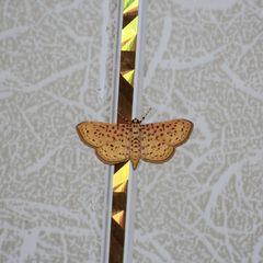 Polygrammodes eleuata