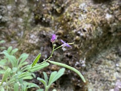 Boechera breweri