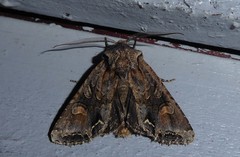 Ichneutica skelloni