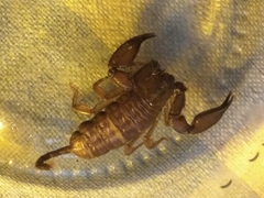 Liocheles
