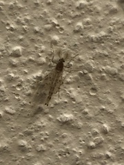 Chaoborus punctipennis