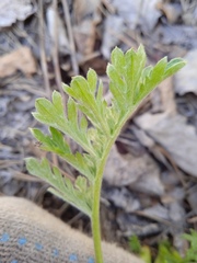 Artemisia armeniaca