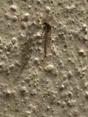 Chaoborus punctipennis