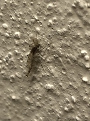 Chaoborus punctipennis