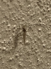 Chaoborus punctipennis