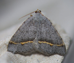 Macaria austrinata