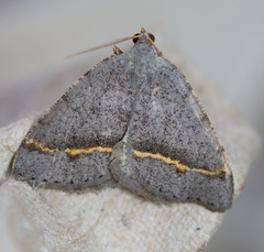 Macaria austrinata