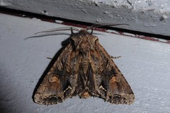 Ichneutica skelloni