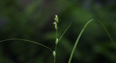 Carex rosea