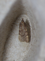 Aglossa electalis
