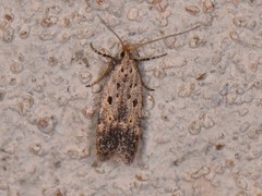 Neodactylota liguritrix