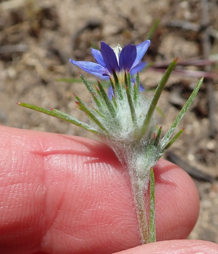 Image of Eriastrum virgatum by (c) Henrik Kibak, some rights reserved (CC BY)