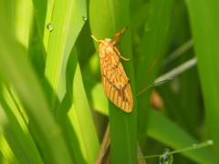 Barsine striata