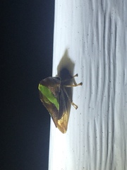 Smilia fasciata