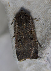 Parabagrotis insularis