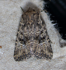 Hexorthodes nipana