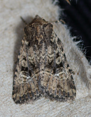 Hexorthodes nipana