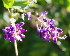 Wisteria frutescens
