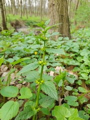 Lamium galeobdolon