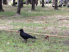 Corvus macrorhynchos levaillantii