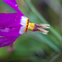 Primula pauciflora macrocarpa