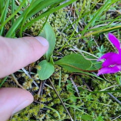 Primula pauciflora macrocarpa