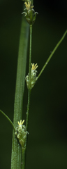 Carex rosea