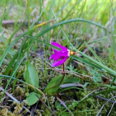 Primula pauciflora macrocarpa