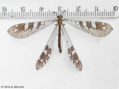Millerleon subdolus