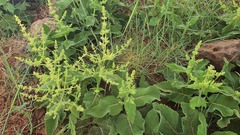 Salvia syriaca