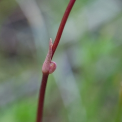 Primula pauciflora macrocarpa