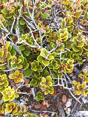 Gaultheria colensoi