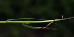 Carex rosea