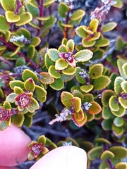 Gaultheria colensoi