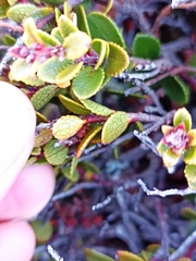 Gaultheria colensoi