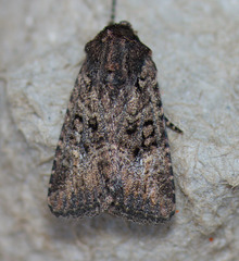 Hexorthodes nipana