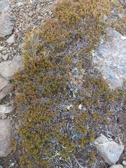 Gaultheria colensoi