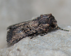 Hexorthodes nipana