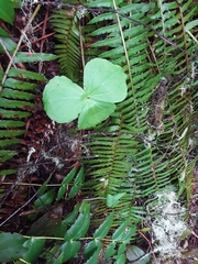 Trillium ovatum