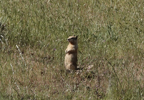 iNaturalist observation photo of California Ground Squirrel